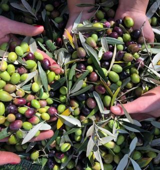 raccolta olive