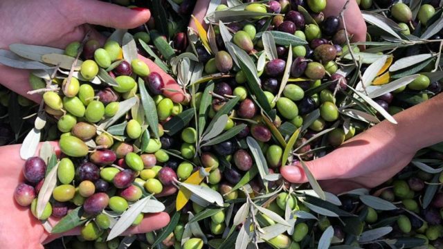 raccolta olive